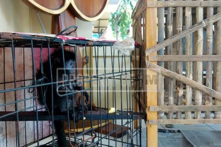 Jual Lutung Jawa dan Owa Sumatra, Sopir Truk di Jepara Ditahan Polisi