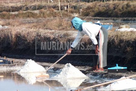 Lebih Menjanjikan, Pati Dorong Pengembangan Garam Industri