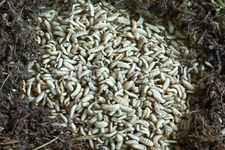 Kelompok Pemuda Ini Raup Rp 50 Juta Per Bulan dari Ulat Magot