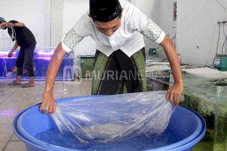 Merawat Ikan Koi Tak Boleh Sembarangan, Ini Tipsnya