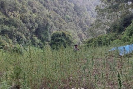 2 Hektare Ladang Ganja di Pegunungan Tor Mangompang Dimusnahkan