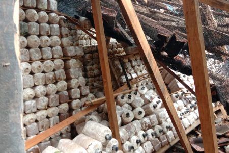 Ambyar, Pengusaha Jamur Tiram di Tegowanu Grobogan Ini Merugi Gegara Pohon Tumbang