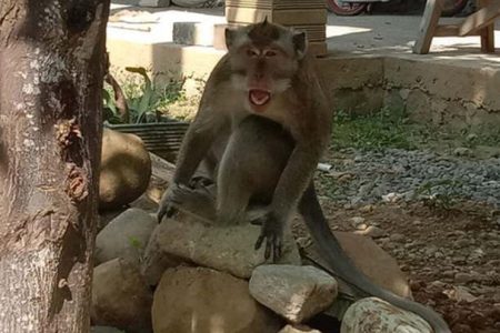 Bikin Resah, Kawanan Kera Liar di Sragen Masuk Perkampungan Warga