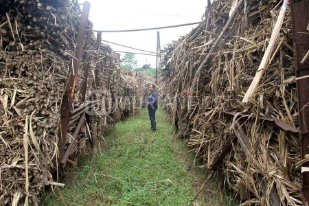 Impor Gula di Masa Giling Bikin Petani Tebu Menjerit