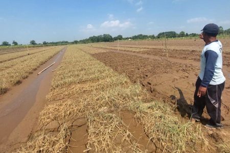 Disapu Banjir Bandang, Petani Bawang Merah Ngurenrejo Pati Rugi Rp 3 Miliar