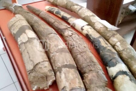 Sudah Ada 40 Gading Gajah Purba yang Koleksi Museum Patiayam