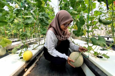 Wisata Petik Melon di Kudus Ini Bisa Jadi Alternatif Isi Liburan
