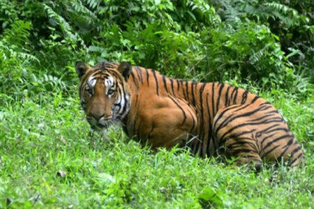 Di Riau, Seorang Warga Diterkam Harimau Sumatera