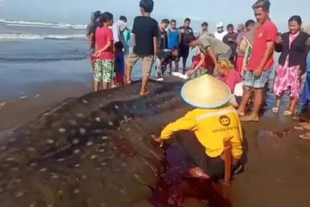 Hiu Tutul Sepanjang 6 Mater Mati Terdampar di Pantai Selatan Cilacap