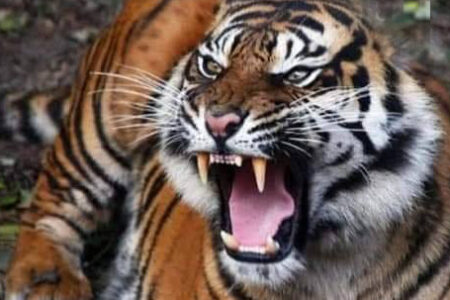 Diterkam Harimau, Adi Saputra Dapat 20 Jahitan