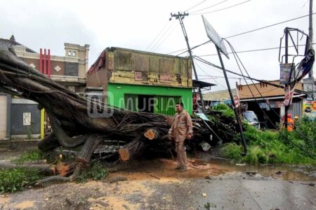 Beringin yang Roboh di Honggosoco Kudus Berusia Puluhan Tahun