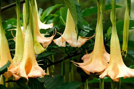 Bunga Terompet Bisa untuk Obat tapi Ada Efek Sampingnya yang Perlu Diketahui